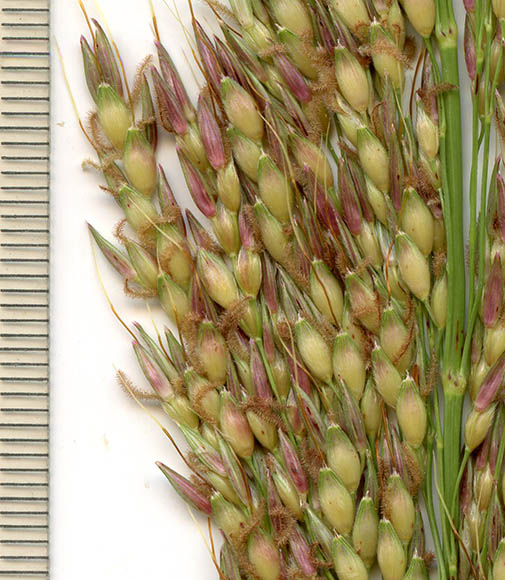  Sorghum halepense